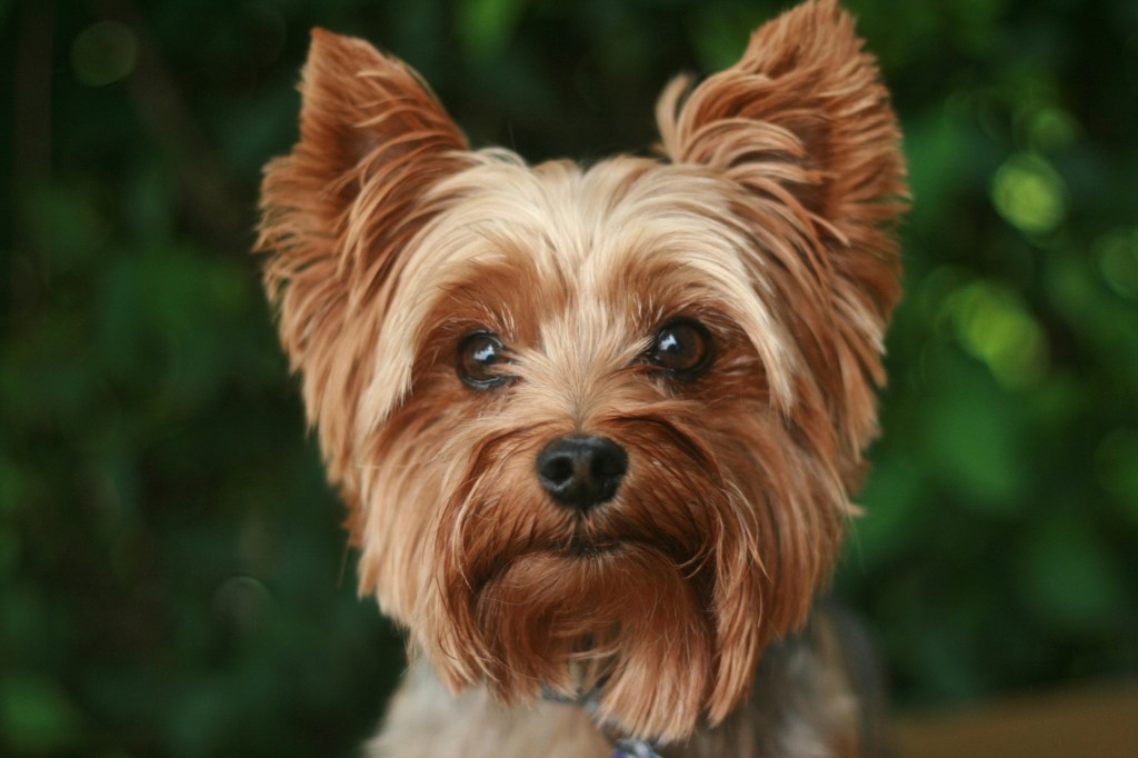 🐶 Yorkshire Terrier: pequeno, valente e cheio de&nbsp;estilo