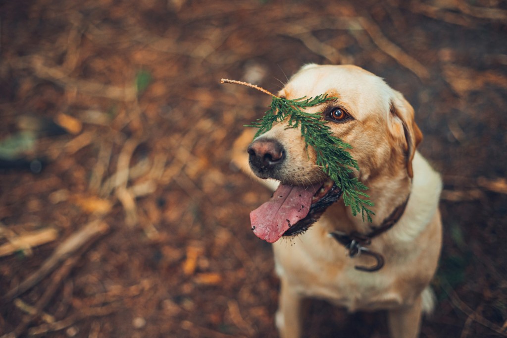 🌱 Produtos Ecológicos para Pets: Cuide do Seu Animal e do Planeta ao Mesmo&nbsp;Tempo
